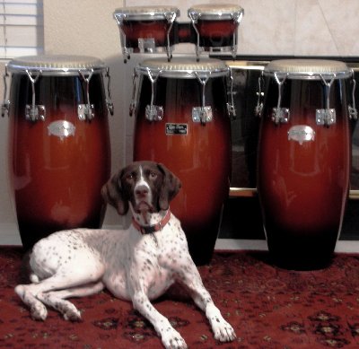 Gus ...guarding the Gon Bops....jpg