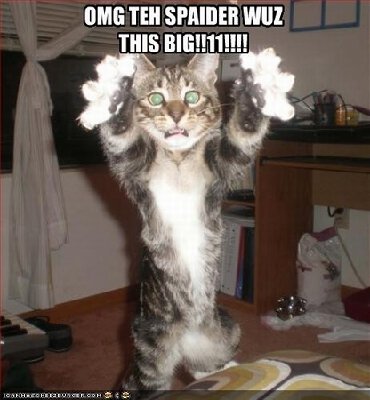 Lolz-catz-animal-humor-8906914-416-450.jpg