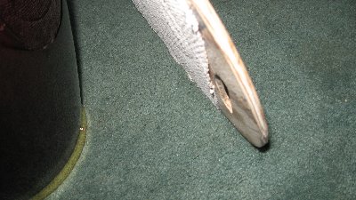 IMG_1059.JPG